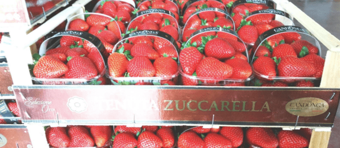zuccarella-min.png